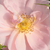 Roz - Trandafir pentru straturi Grandiflora - Floribunda - Chewgentpeach